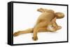 Abyssinian Red in Studio-null-Framed Stretched Canvas