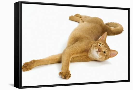 Abyssinian Red in Studio-null-Framed Stretched Canvas