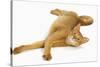 Abyssinian Red in Studio-null-Stretched Canvas
