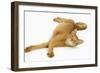 Abyssinian Red in Studio-null-Framed Photographic Print