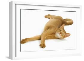 Abyssinian Red in Studio-null-Framed Photographic Print