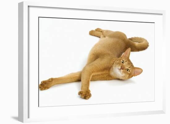 Abyssinian Red in Studio-null-Framed Photographic Print