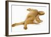 Abyssinian Red in Studio-null-Framed Photographic Print