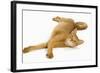 Abyssinian Red in Studio-null-Framed Photographic Print