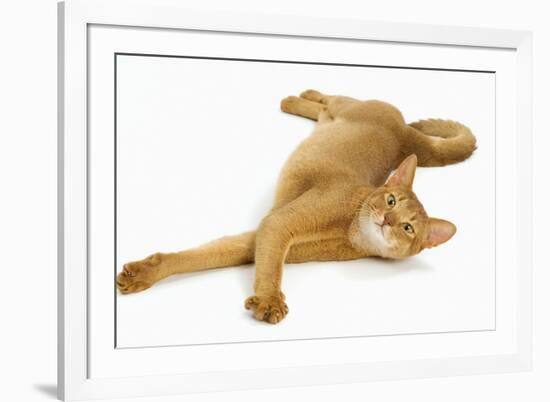 Abyssinian Red in Studio-null-Framed Photographic Print