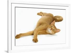 Abyssinian Red in Studio-null-Framed Photographic Print