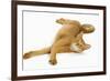 Abyssinian Red in Studio-null-Framed Photographic Print