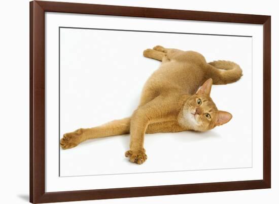 Abyssinian Red in Studio-null-Framed Photographic Print