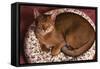 Abyssinian Ruddy Cat Lying on Cushion-DLILLC-Framed Stretched Canvas