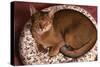 Abyssinian Ruddy Cat Lying on Cushion-DLILLC-Stretched Canvas