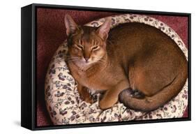 Abyssinian Ruddy Cat Lying on Cushion-DLILLC-Framed Stretched Canvas