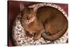 Abyssinian Ruddy Cat Lying on Cushion-DLILLC-Stretched Canvas