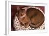 Abyssinian Ruddy Cat Lying on Cushion-DLILLC-Framed Photographic Print