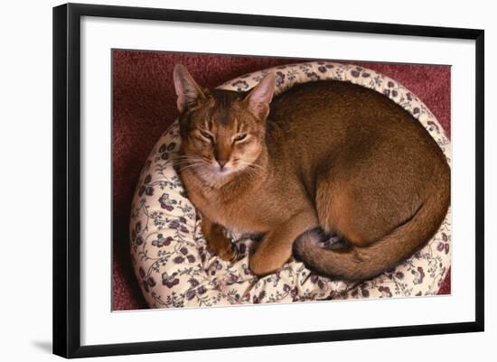 Abyssinian Ruddy Cat Lying on Cushion-DLILLC-Framed Photographic Print