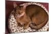 Abyssinian Ruddy Cat Lying on Cushion-DLILLC-Mounted Photographic Print