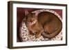 Abyssinian Ruddy Cat Lying on Cushion-DLILLC-Framed Photographic Print