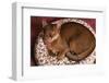 Abyssinian Ruddy Cat Lying on Cushion-DLILLC-Framed Photographic Print