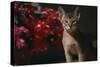 Abyssinian Ruddy Cat next to Plant-DLILLC-Stretched Canvas