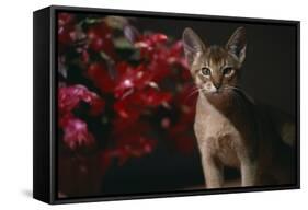 Abyssinian Ruddy Cat next to Plant-DLILLC-Framed Stretched Canvas