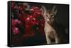 Abyssinian Ruddy Cat next to Plant-DLILLC-Framed Stretched Canvas