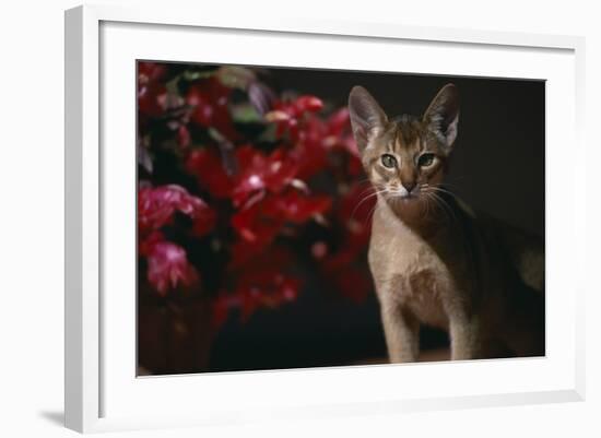 Abyssinian Ruddy Cat next to Plant-DLILLC-Framed Photographic Print
