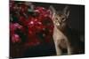 Abyssinian Ruddy Cat next to Plant-DLILLC-Mounted Photographic Print