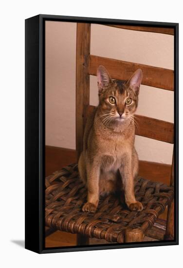 Abyssinian Ruddy Cat Sitting on Chair-DLILLC-Framed Stretched Canvas