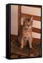 Abyssinian Ruddy Cat Sitting on Chair-DLILLC-Framed Stretched Canvas