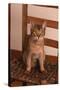 Abyssinian Ruddy Cat Sitting on Chair-DLILLC-Stretched Canvas