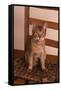 Abyssinian Ruddy Cat Sitting on Chair-DLILLC-Framed Stretched Canvas