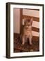 Abyssinian Ruddy Cat Sitting on Chair-DLILLC-Framed Photographic Print