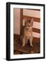 Abyssinian Ruddy Cat Sitting on Chair-DLILLC-Framed Photographic Print