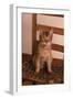 Abyssinian Ruddy Cat Sitting on Chair-DLILLC-Framed Photographic Print