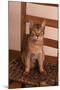 Abyssinian Ruddy Cat Sitting on Chair-DLILLC-Mounted Photographic Print