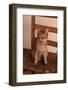 Abyssinian Ruddy Cat Sitting on Chair-DLILLC-Framed Photographic Print