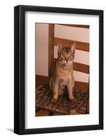 Abyssinian Ruddy Cat Sitting on Chair-DLILLC-Framed Photographic Print