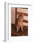 Abyssinian Ruddy Cat Sitting on Chair-DLILLC-Framed Photographic Print