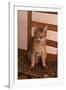 Abyssinian Ruddy Cat Sitting on Chair-DLILLC-Framed Photographic Print