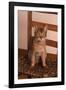 Abyssinian Ruddy Cat Sitting on Chair-DLILLC-Framed Photographic Print