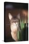 Abyssinian Ruddy Cat Sniffing Plant-DLILLC-Stretched Canvas