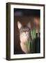 Abyssinian Ruddy Cat Sniffing Plant-DLILLC-Framed Photographic Print