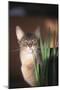 Abyssinian Ruddy Cat Sniffing Plant-DLILLC-Mounted Photographic Print