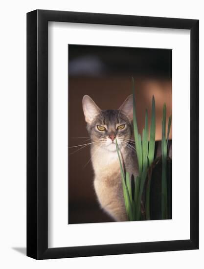 Abyssinian Ruddy Cat Sniffing Plant-DLILLC-Framed Photographic Print