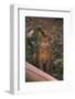 Abyssinian Ruddy Cat-DLILLC-Framed Photographic Print