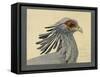 Abyssinian Secretary Bird-null-Framed Stretched Canvas