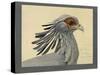 Abyssinian Secretary Bird-null-Stretched Canvas