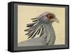 Abyssinian Secretary Bird-null-Framed Stretched Canvas