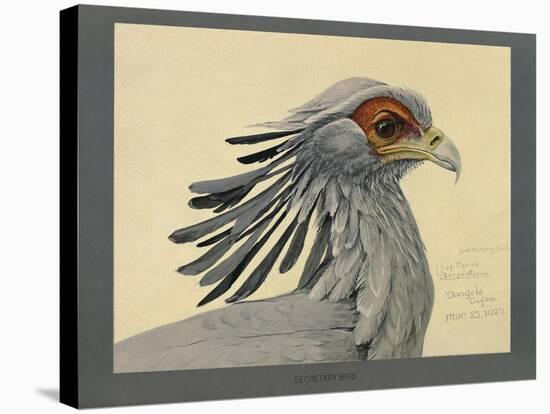 Abyssinian Secretary Bird-null-Stretched Canvas