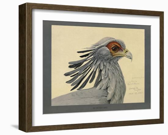 Abyssinian Secretary Bird-null-Framed Giclee Print