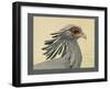 Abyssinian Secretary Bird-null-Framed Giclee Print